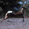 White Tail Deer Jigsaw